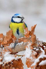 Fototapeta premium Beautiful winter picture of blue tit