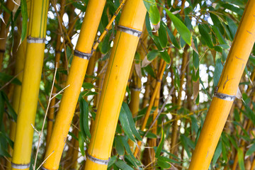 bamboo forests