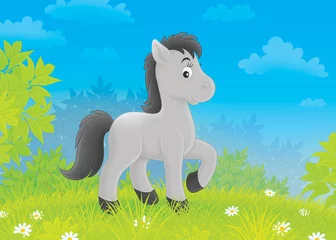 Printed roller blinds Pony Foal on a meadow
