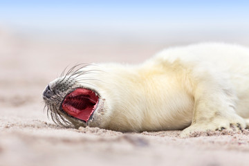 Robbenbaby müde am Strand