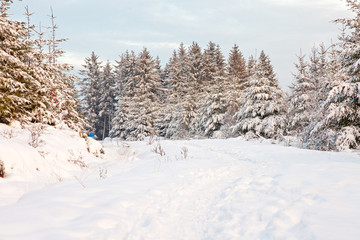 Beautiful winter landscape with snow covered fir trees.