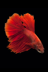 Siamese fighting fish