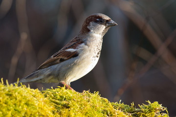 Haussperling