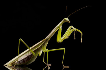 Giant Asian Praying Mantis