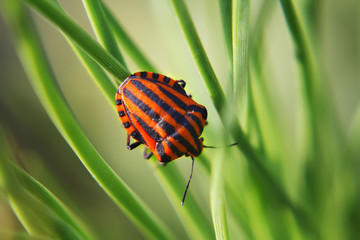 black red striped bug