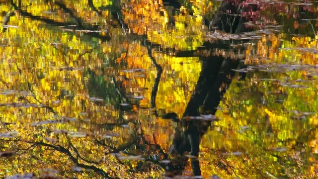 Eiche im Herbst vid 03