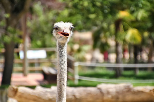 ostrich with curious look