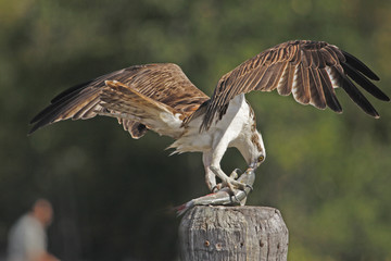 Osprey (Pandion haliaetus)
