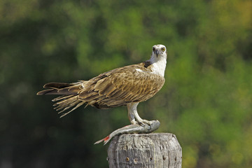Osprey (Pandion haliaetus)