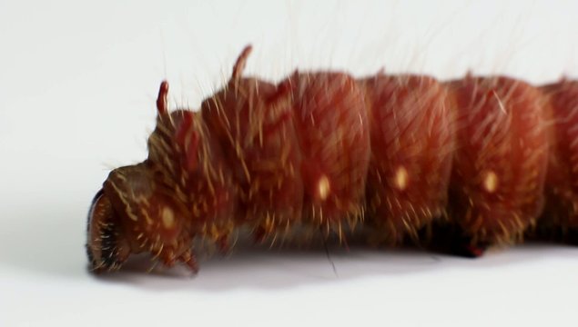 Oruga