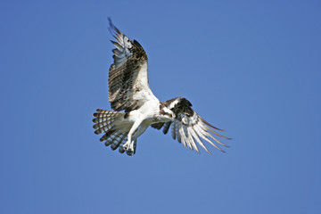 Osprey (Pandion haliaetus)
