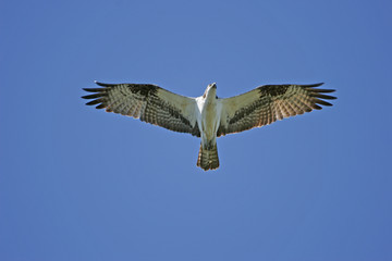 Osprey (Pandion haliaetus)