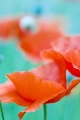 Acrylic prints Green Coral Wild poppy flower