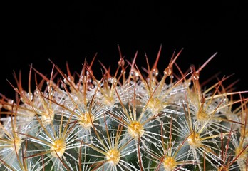 Cactus con gotas de rocio.