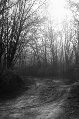 Fototapeta premium Autumnal photo of a forest