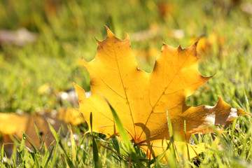 beautiful autumn maple leaf on green grass, close up