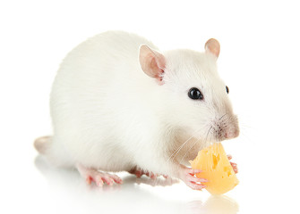 funny little rat with cheese, isolated on white