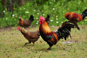 A group of pasture raised chickens peck for feed on the ground