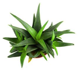aloe vera leaves