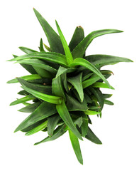 aloe vera leaves