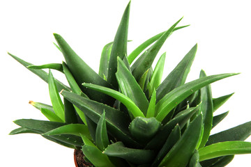 Obraz premium aloe vera leaves