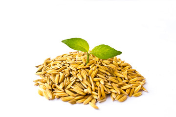 Obraz premium Trees growing on the rice