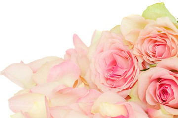 Obraz na płótnie Canvas pink roses with petals