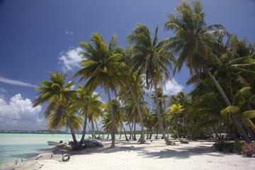 Obraz premium Palm trees on the beach of tropical Bora Bora, French Polynesia.