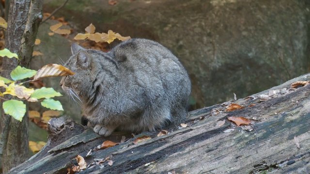 Wildkatze