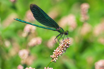 Dragonfly. Macro, close-up shot