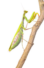 Mantis trepando por una rama