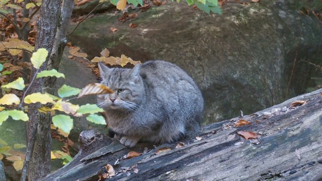 Wildkatze