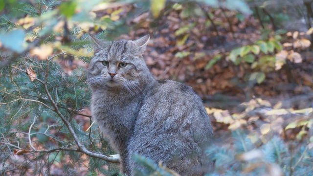 Wildkatze