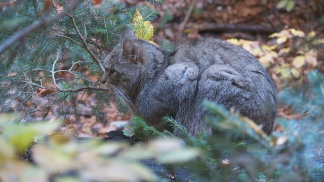 Wildkatze