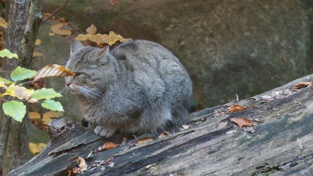 Wildkatze