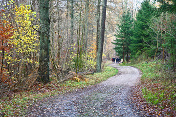 Forest