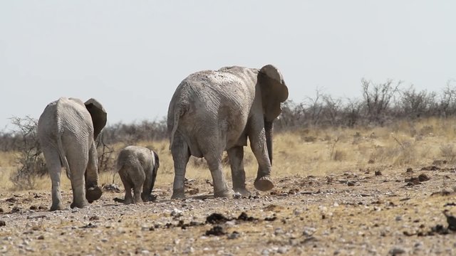 elephant family