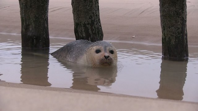 b&eacute;b&eacute; phoque dans l'eau