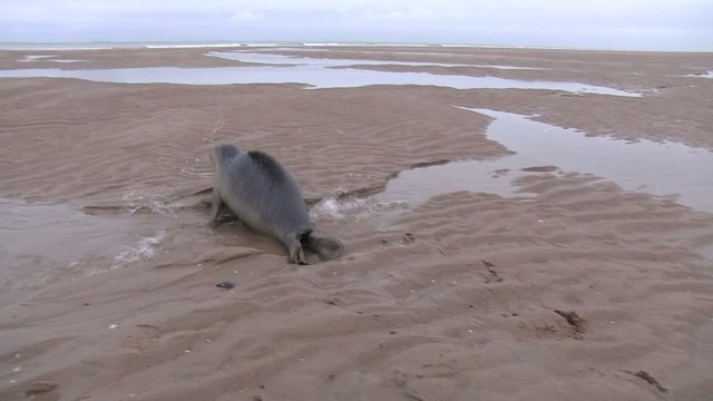 phoque en route pour le bain