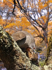 Azor cazando en el bosque.