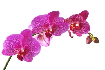Orquídea sobre fondo blanco.