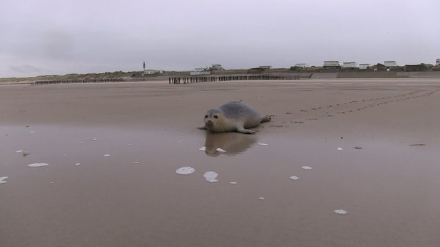 b&eacute;b&eacute; phoque en action