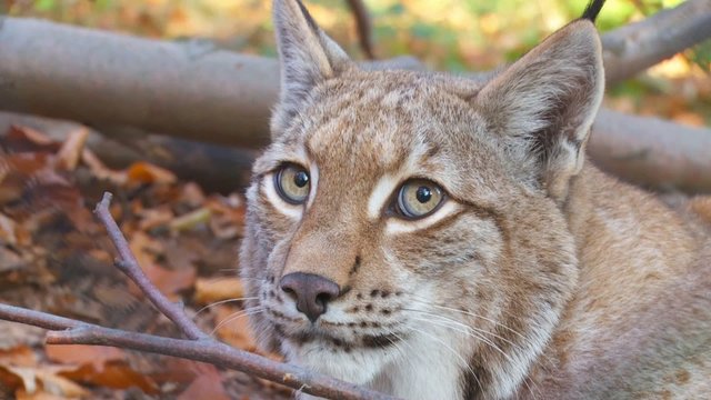 Luchs