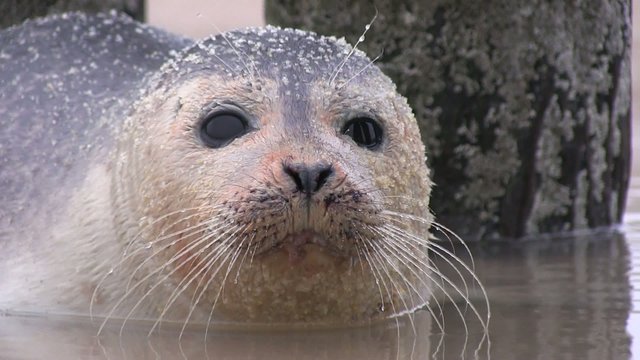 b&eacute;b&eacute; phoque gros plan