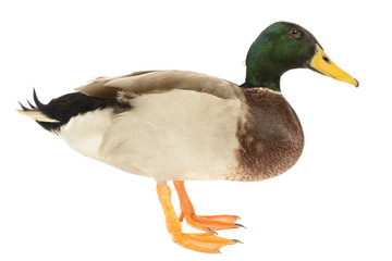Mallard Duck