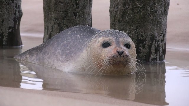 b&eacute;b&eacute; phoque plage du nord