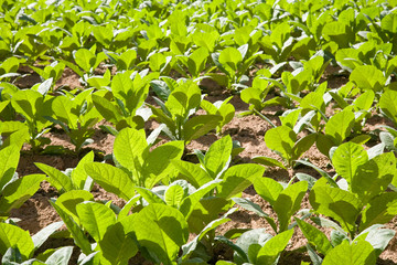 Tobacco plants