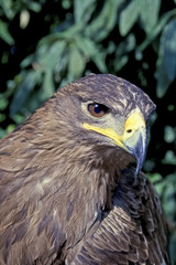 Golden eagle