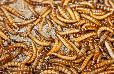 Hundreds of brown worms in their habitat.