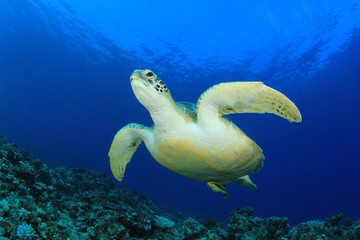 Green Sea Turtle swims over coral reef in ocean